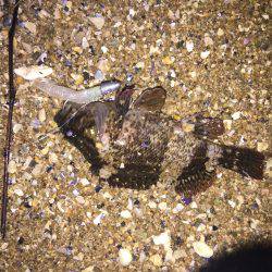 ゆる〜〜い潮にてセイゴ